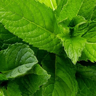 Масло перечной мяты